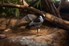 Bianco nero Bianco nero