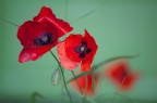 rosso rosso