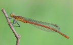 Pyrrhosoma nymphula Pyrrhosoma nymphula