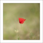 Di rosso l'esile risalto