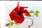 Fiore di Ibiscus Fiore di Ibiscus