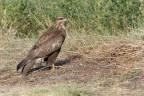Poiana ( Buteo buteo )