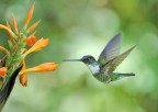 colibrì Inca colibrì Inca