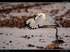Ibis Sacro # 2
