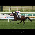 American Horse... American Horse...