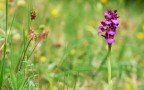 Orchis papilionacea 2011 Orchis papilionacea 2011
