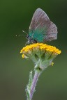 Callophrys rubi (usurata) Callophrys rubi (usurata)