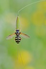 Xanthogramma citrofasciatum Xanthogramma citrofasciatum