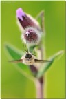Bombylius Bombylius