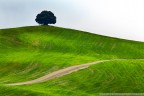 ...solitario secolare.. ...solitario secolare..