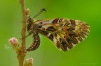 Zerynthia cassandra Zerynthia cassandra