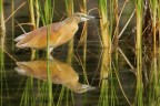 Sgarza ciuffetto ( Ardeola ralloides ) Sgarza ciuffetto ( Ardeola ralloides )