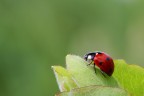 prime macro prime macro