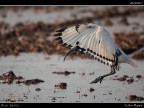 Ibis Sacro # 3 Ibis Sacro # 3