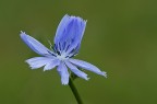 fiore fiore