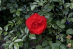 ...una rosa... ...una rosa...