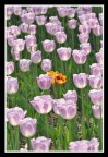 tulipani tulipani