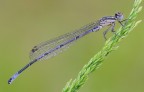 Coenagrion puella