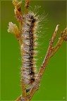 Eriogaster catax Eriogaster catax