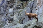 Stambecco delle Valli di Lanzo Stambecco delle Valli di Lanzo