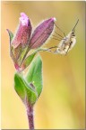 Bombylius 2° Bombylius 2°