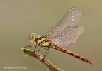 Sympetrum-striolatum-femmina