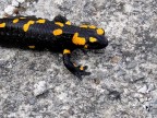 Salamandra Pezzata