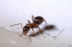 Formichina Formichina