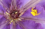 clematis viola con Thomisus Onustus.. clematis viola con Thomisus Onustus..