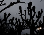 Alberi Alberi