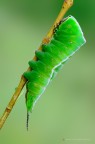 Cerura vinula Cerura vinula