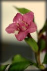 Fiore Fiore