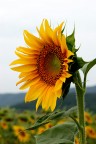girasole