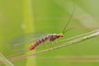 Crisopa Crisopa