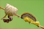 la legge della natura la legge della natura