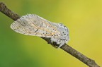 Cerura vinula Cerura vinula
