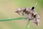 Smerinthus Jamaicensis Smerinthus Jamaicensis
