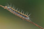 Eriogaster lanestris Eriogaster lanestris