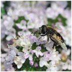 Camminando sulle colline bolognesi, vicino a Ozzano. Per fortuna avevo in borsa il mio nuovo 105 macro per un test a mano libera.
NIKON D300 + NIKKOR 105 micro f2.8
f/8, 1/800 sec., ISO 400