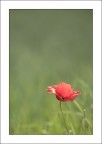 Riflessi e Trasparenze