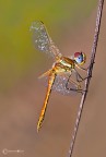 ..giovane maschio di Sympetrum fonscolombii ..giovane maschio di Sympetrum fonscolombii