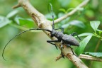 Preistoricus Preistoricus