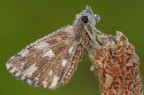 Rugiada con Hesperiidae Rugiada con Hesperiidae