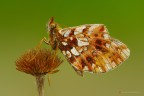 Boloria clossiana dia
