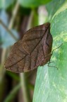 Kallima inachus (Boisduval, 1846 Kallima inachus (Boisduval, 1846