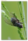 Mosca Mosca