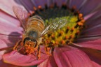Ingordigia Ingordigia