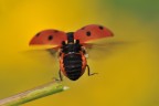 Coccinella Coccinella