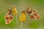 Boloria clossiana dia