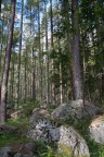 Nella foresta Nella foresta